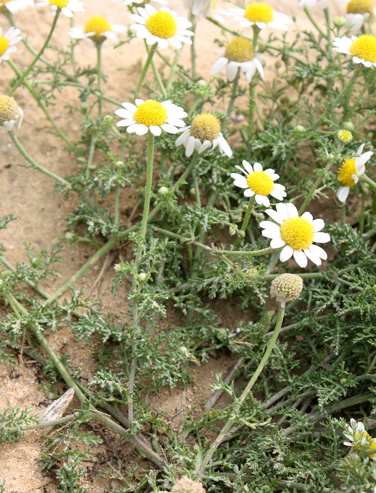 Image of Anthemis pseudocotula specimen.