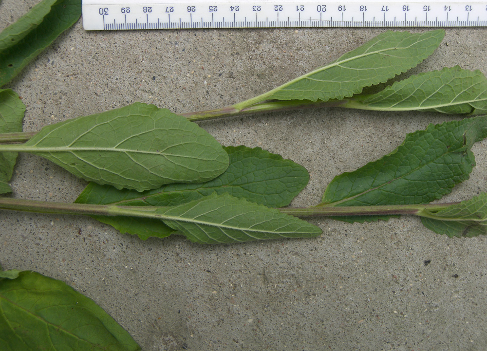 Image of Verbascum × ignescens specimen.