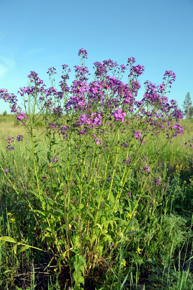 Изображение особи Hesperis sibirica.