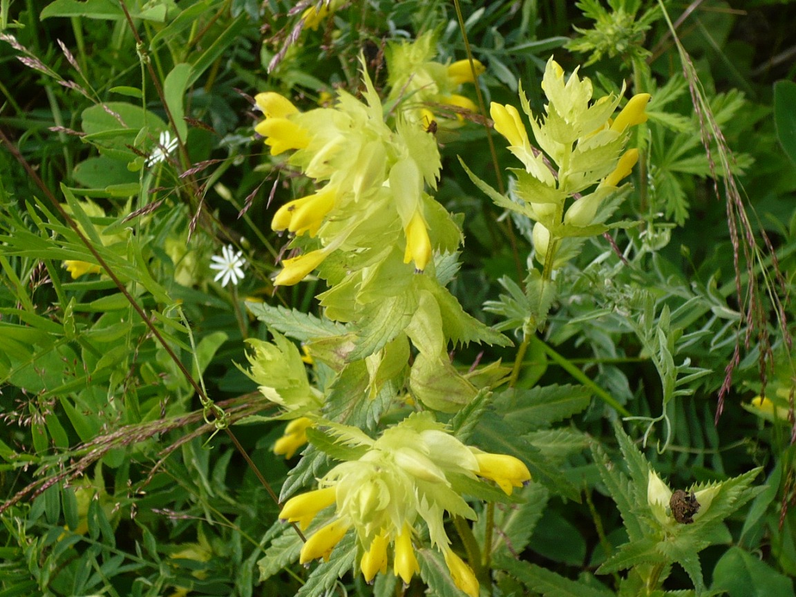 Изображение особи Rhinanthus aestivalis.