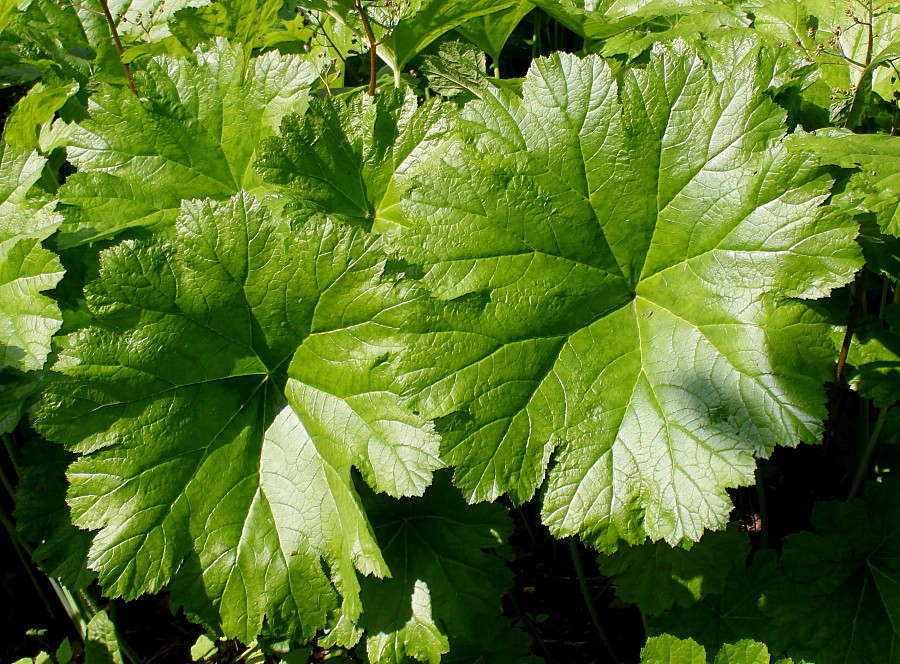 Image of Darmera peltata specimen.