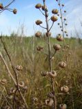 Verbascum blattaria. Сухое соплодие. Краснодарский край, Кущёвский р-н, станица Шкуринская, пойма балки Боброва. 16.07.2009.