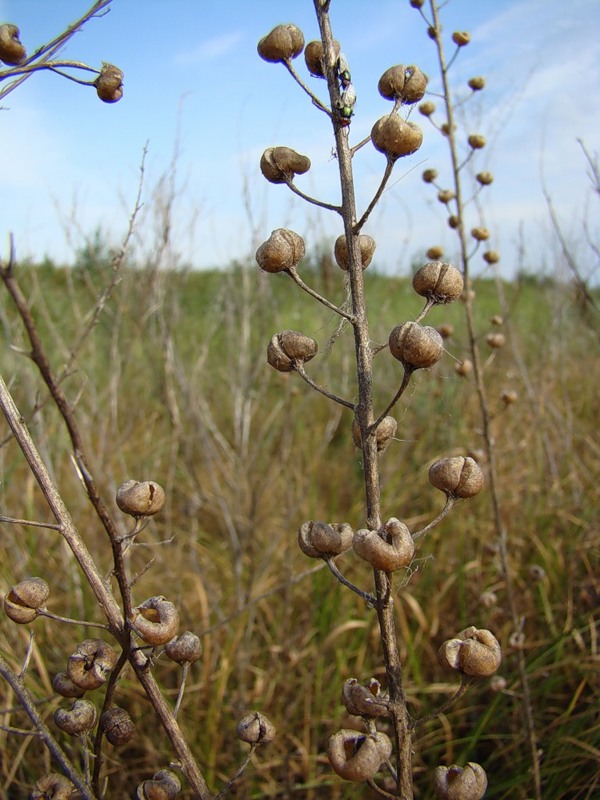 Image of Verbascum blattaria specimen.