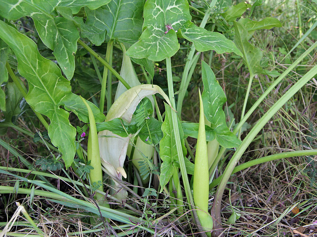 Image of Arum italicum specimen.