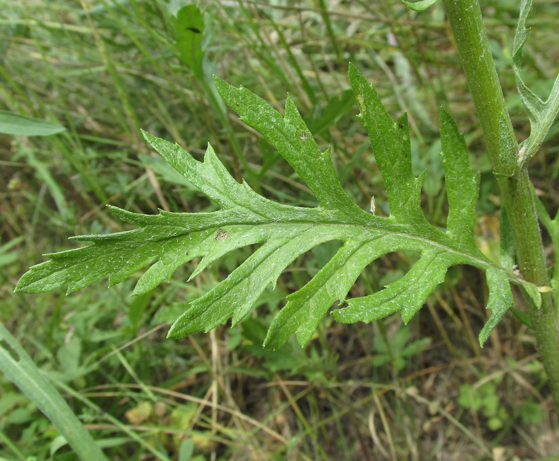 Image of Senecio grandidentatus specimen.