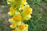 Linaria vulgaris. Цветки. Республика Татарстан, город Набережные Челны, 48-й комплекс, пустырь. 24.07.2009.