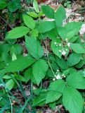 Rubus caucasicus