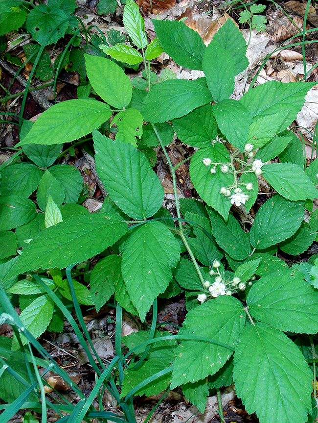 Image of Rubus caucasicus specimen.