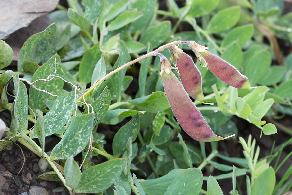 Image of Lathyrus japonicus ssp. pubescens specimen.