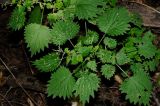 Urtica laetevirens