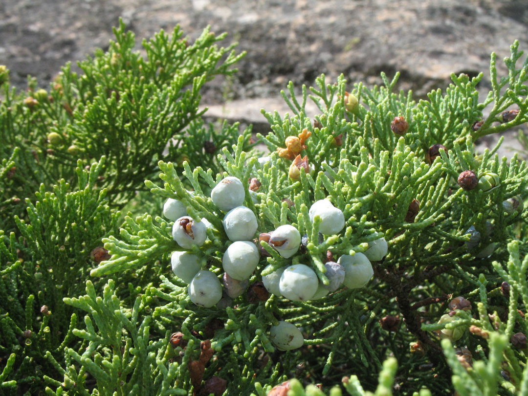 Image of Juniperus sabina specimen.