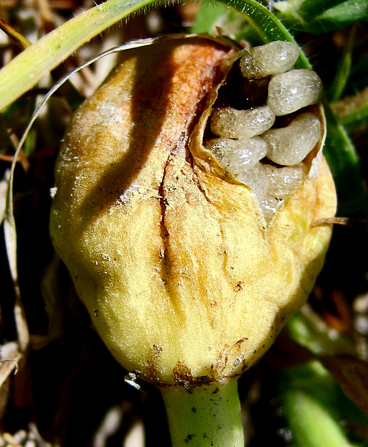 Image of Sternbergia colchiciflora specimen.