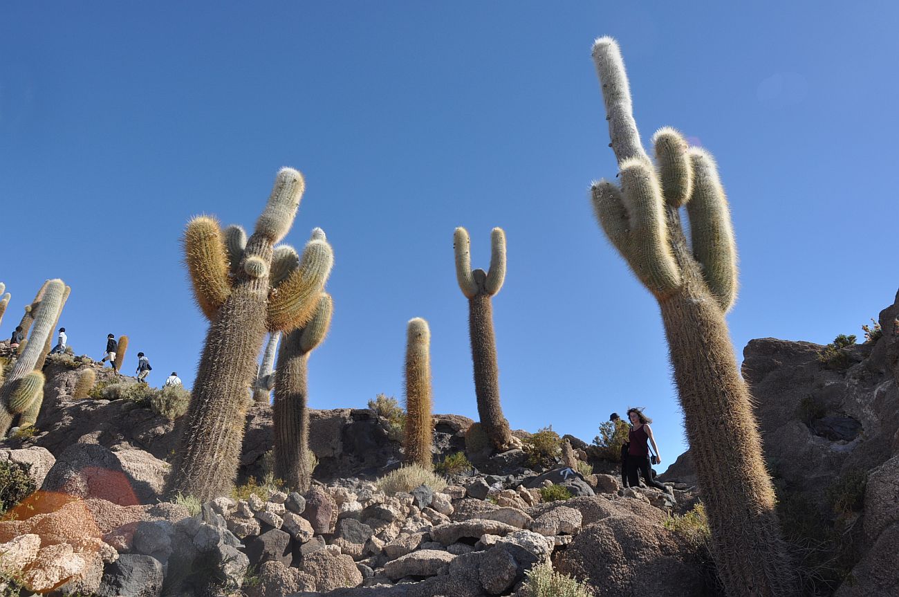 Image of Trichocereus atacamensis specimen.