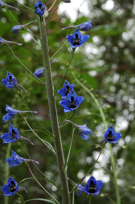 Изображение особи Delphinium elatum.