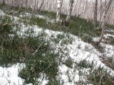 Equisetum hyemale. Заросли звоща зимующего в пойменном лесу. Камчатский край, Елизовский р-н, дельта р. Авачи. 15.05.2008.