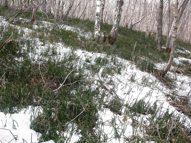 Изображение особи Equisetum hyemale.