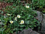 Dryas punctata