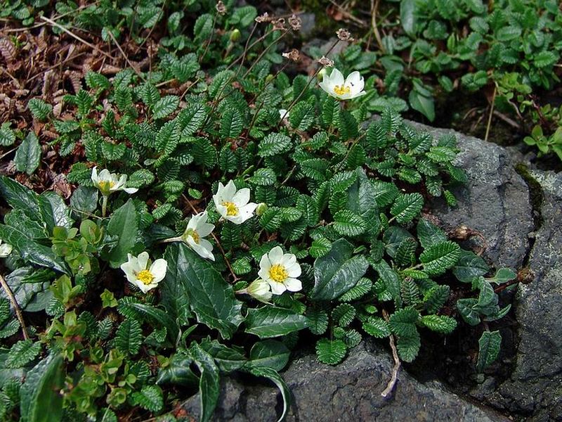 Image of Dryas punctata specimen.
