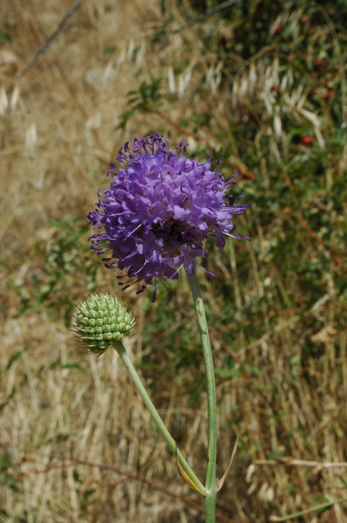 Изображение особи Dipsacus dipsacoides.