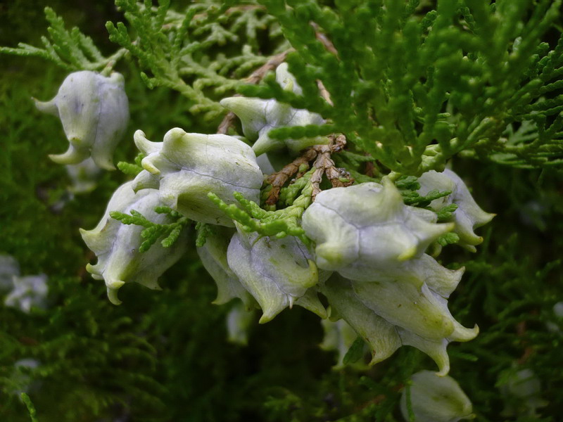 Изображение особи Platycladus orientalis.