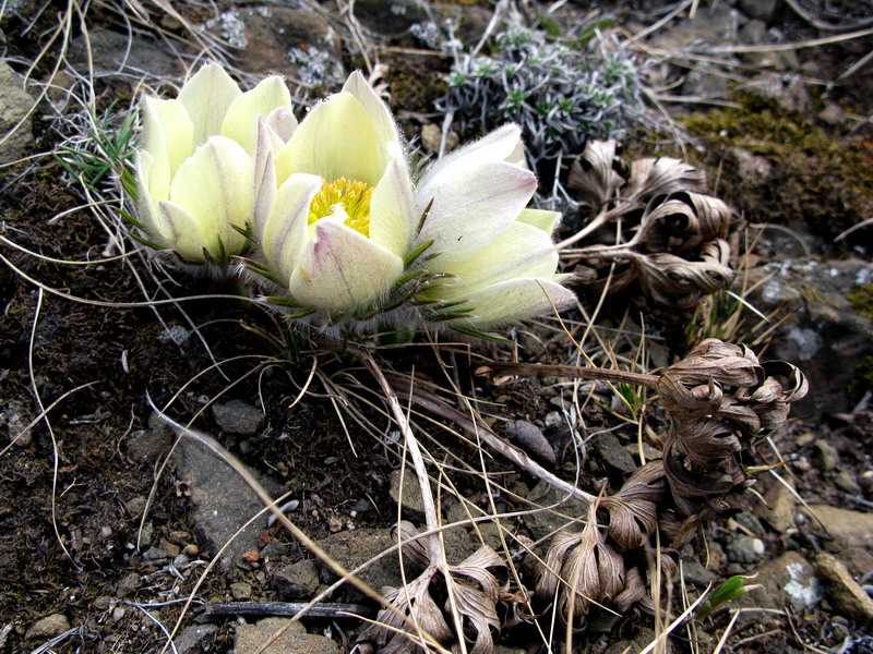 Image of Pulsatilla orientali-sibirica specimen.