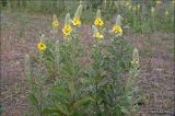 Verbascum ovalifolium