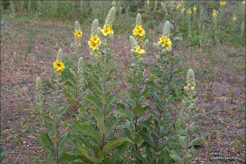 Image of Verbascum ovalifolium specimen.