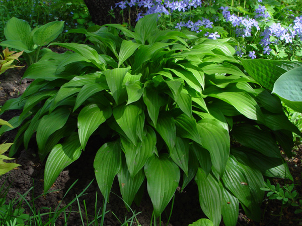 Image of Hosta albomarginata specimen.