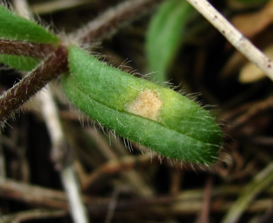 Image of Cerastium holosteoides specimen.