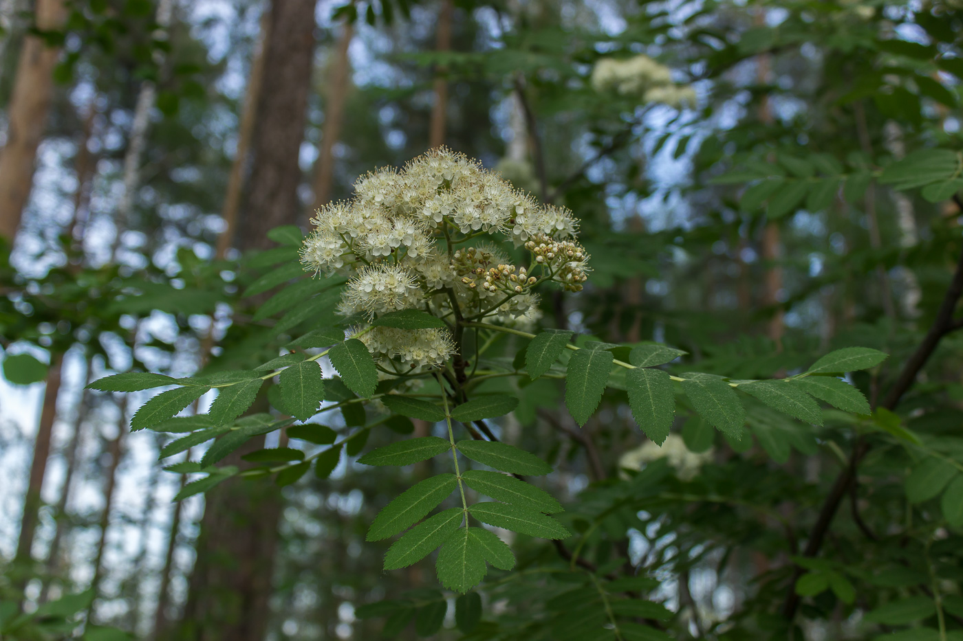 Изображение особи Sorbus aucuparia.