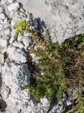 Sedum ochroleucum