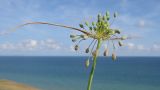 Allium paczoskianum