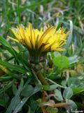 genus Taraxacum. Соцветие. Крым, Севастополь, Байдарская долина, окр. с. Родниковое. 09.12.2009.