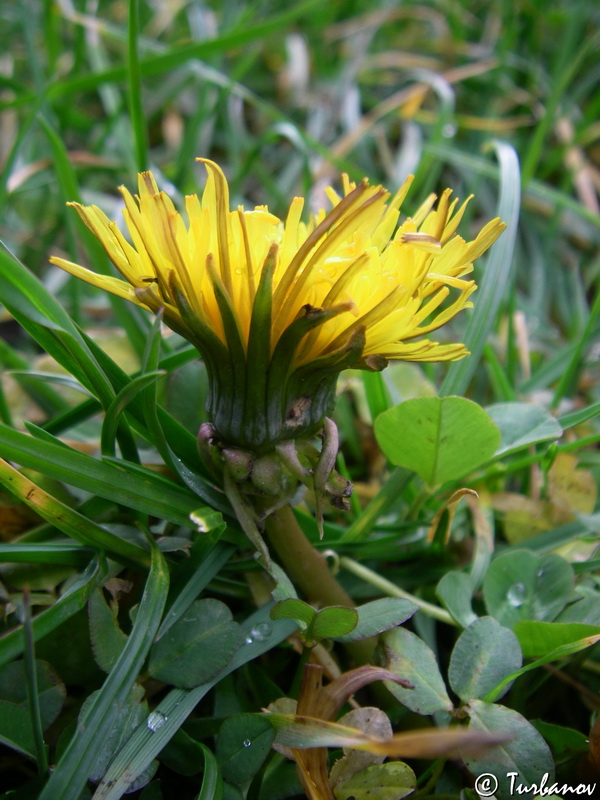 Image of genus Taraxacum specimen.
