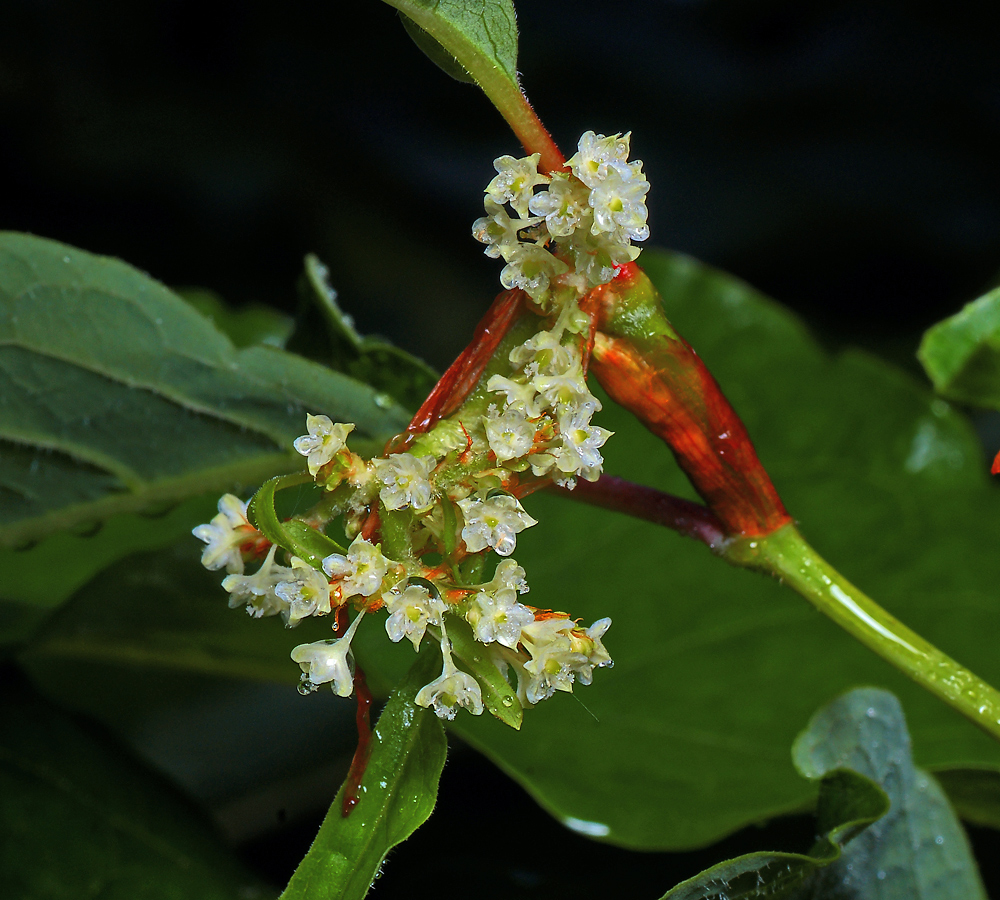 Изображение особи Reynoutria sachalinensis.