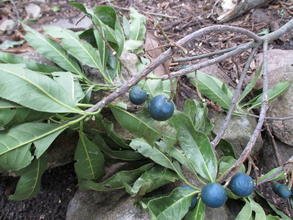 Image of Elaeocarpus grandis specimen.