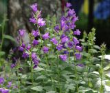 Campanula latifolia