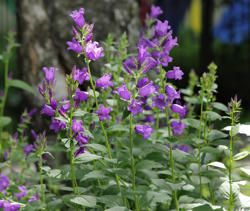 Image of Campanula latifolia specimen.