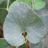 Aristolochia clematitis. Лист. Ростовская обл., Неклиновский р-н, Новобессергеневское с/п, в лесопосадке. 15.09.2015.