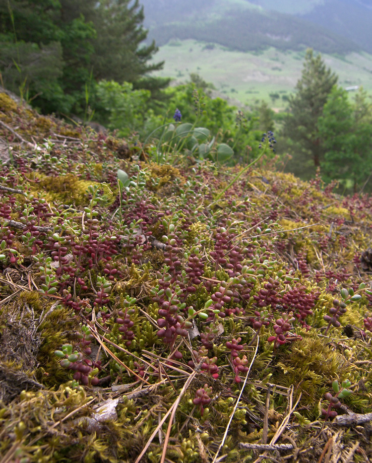 Image of Sedum album specimen.