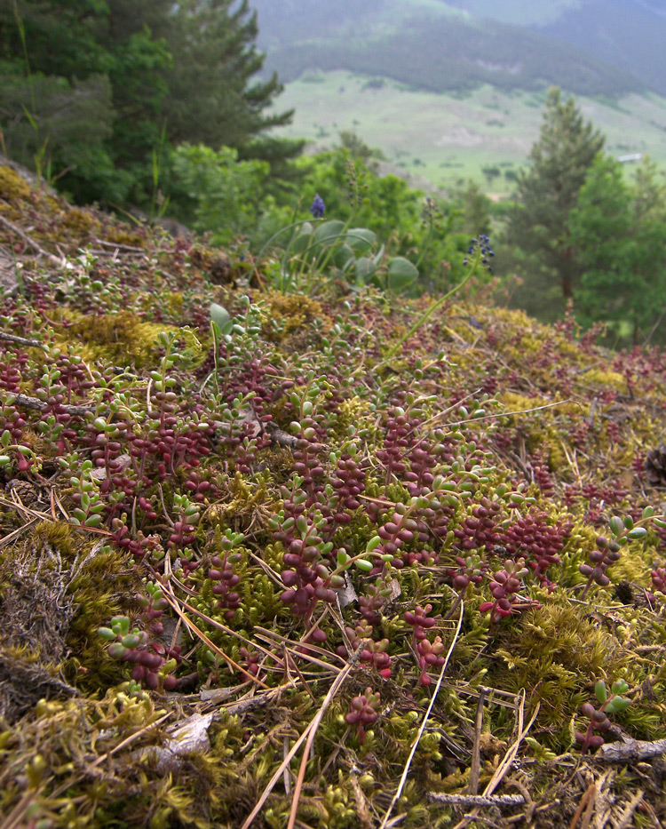 Изображение особи Sedum album.