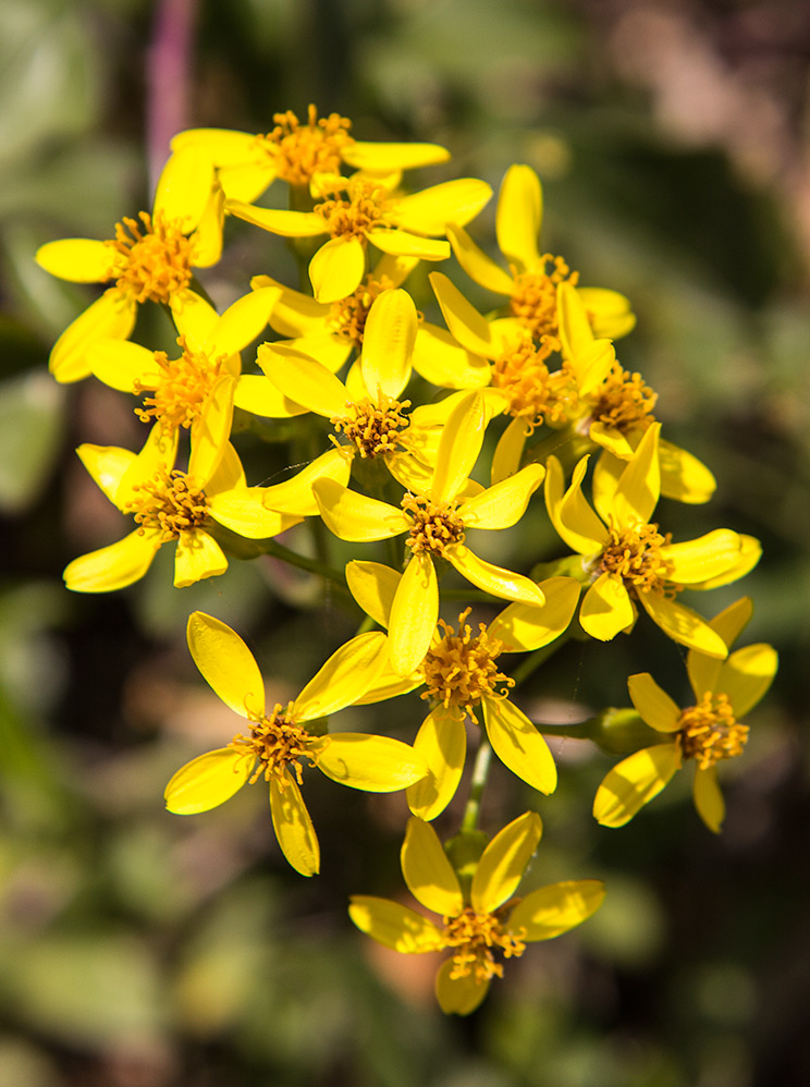 Image of Senecio angulatus specimen.