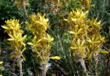 Asphodeline lutea