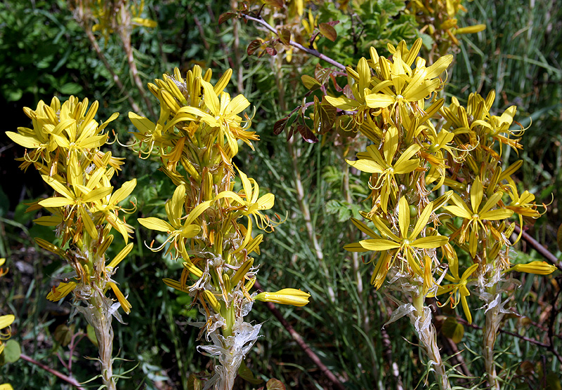 Изображение особи Asphodeline lutea.