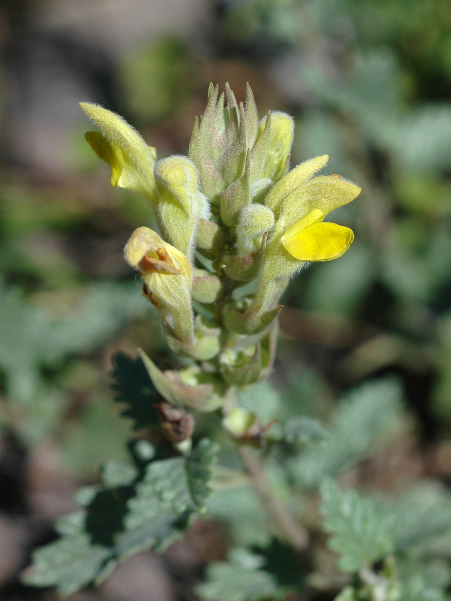 Изображение особи Scutellaria comosa.