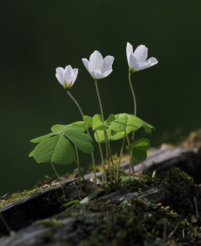 Изображение особи Oxalis acetosella.