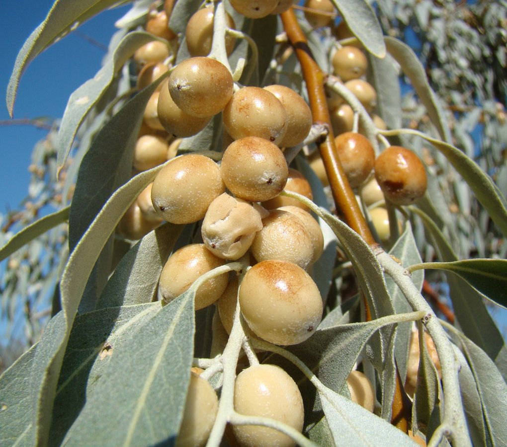 Изображение особи Elaeagnus littoralis.