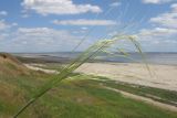 Stipa capillata. Верхушка побега с соцветием. Краснодарский край, м/о Анапа, окр. станицы Благовещенская, Витязевский лиман, песчано-глиняный холм. 12.07.2015.