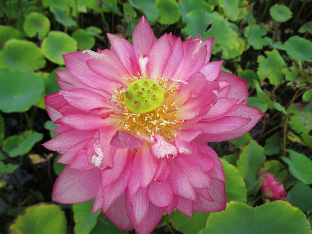 Image of Nelumbo nucifera specimen.