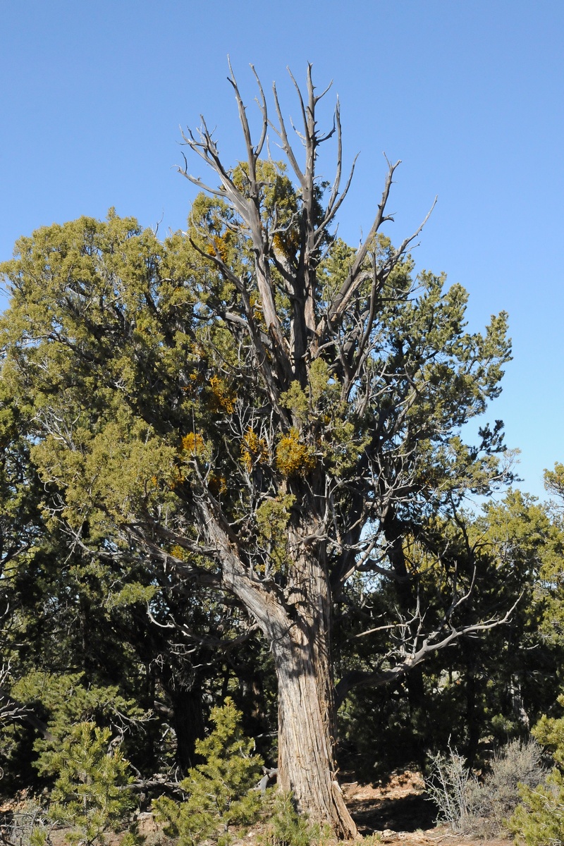 Изображение особи Juniperus osteosperma.